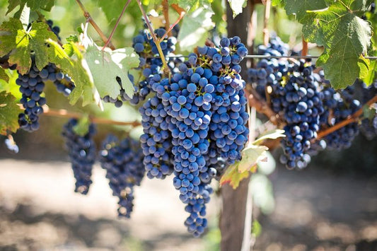 Tipos de uvas más populares para la elaboración de vino